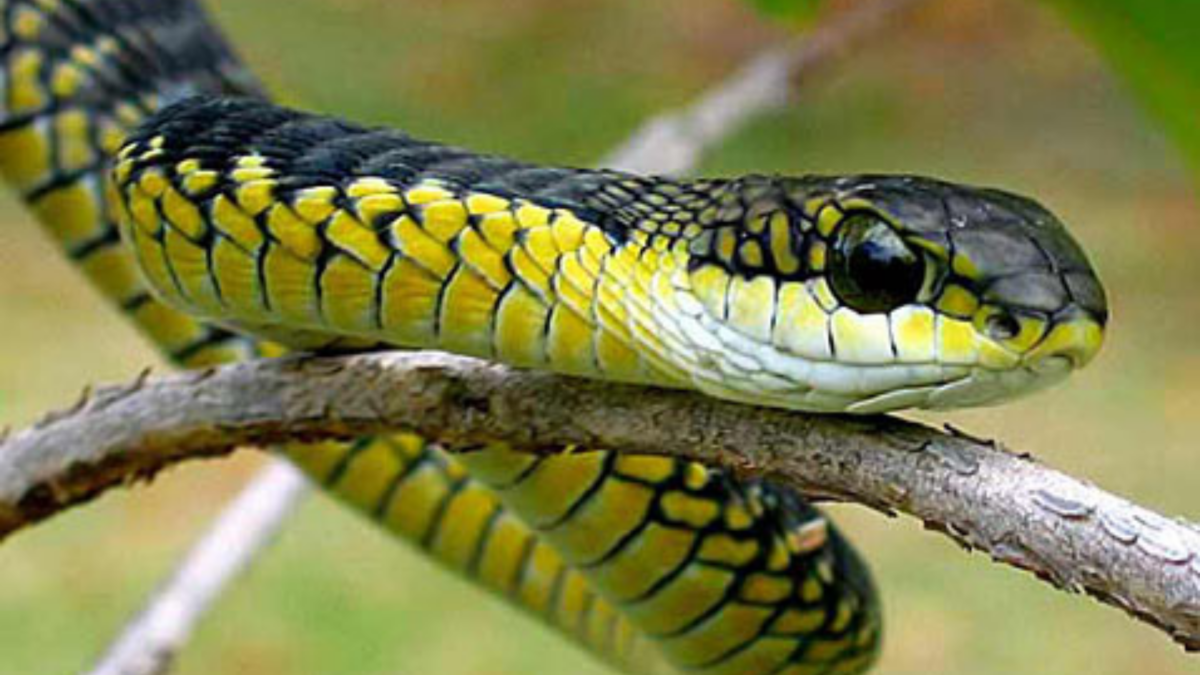 how-to-avoid-snakes-while-trail-running-trail-run-planet